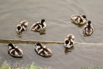 ducklings of Ruddy shelduck (Tadorna ferruginea duck) swim in pond, close up