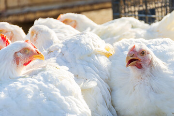 Close up white chicken on the farm