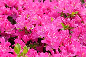 Pink rhododendron flowers in spring park