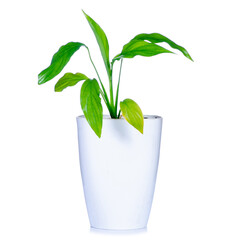 Plant in the white pot on white background isolation