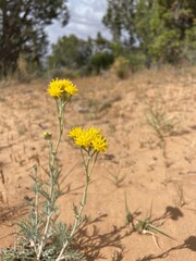 yellow flowers on the meadow