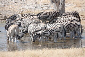 Fototapeta na wymiar Zebra Herde im Wasser