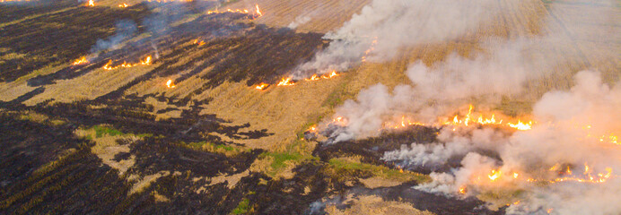 Fire burn on rice plantation field after rice crop
