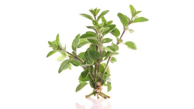 Oregano Kr&auml;uter - Drehteller