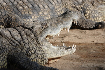 Krokodil mit offenem Mund