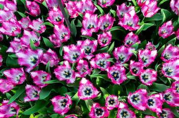 Top down closeup view to purple tulips with white colored center.