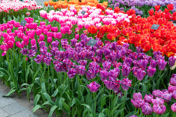 Closeup view of beautiful tulip field in bloom. Tulip flower of multiple colors - pink, yellow, violet, red, orange. Tulips are typical flower in Netherlands.