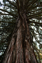 large centenary tree with branches and huge trunk in the foreground, Patagonia Argentina