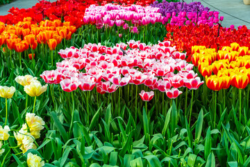 Closeup view of beautiful tulip field in bloom. Tulip flower of multiple colors - pink, yellow, violet, red, orange. Tulips are typical flower in Netherlands.