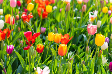 Closeup view of beautiful tulip field in bloom. Tulip flower of multiple colors - pink, yellow, violet, red, orange. Tulips are typical flower in Netherlands.