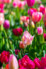 View of pink and violet tulip field at Netherlands. Beautiful flower in bloom, soft color and bokeh background.