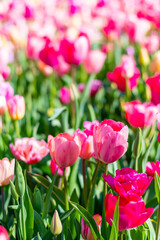 View of pink and violet tulip field at Netherlands. Beautiful flower in bloom, soft color and bokeh background.