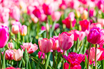 View of pink and violet tulip field at Netherlands. Beautiful flower in bloom, soft color and bokeh...