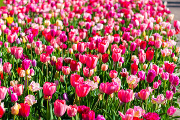 View of pink and violet tulip field at Netherlands. Beautiful flower in bloom, soft color and bokeh background.