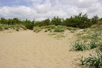 Fototapeta na wymiar Mediterranean summer landscape. Flowered dune. 