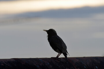 vogel auf einem hausdach