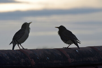 vögel auf einem hausdach