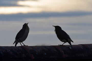 vögel auf einem hausdach