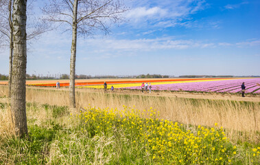 People enjoying the colorful tulips in Noordoostpolder, Netherlands