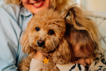 close-up portrait of a red poodle dog at home against the background of its owners: a mother with a...