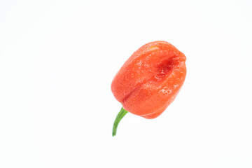 single red chili peppers or naga chili isolate on white background