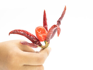 Spicy chili peppers or naga chili in a hand on white background,