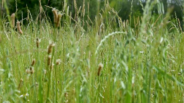 Tall grass swaying in gentle breeze, focus shift