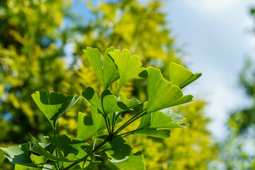 Ginkgo tree (Ginkgo biloba) or gingko with brightly green leaves against background of blurry foliage. Selective close-up. Fresh wallpaper nature concept. Place for your text