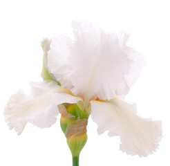 Fototapeta na wymiar Iris flower isolated.