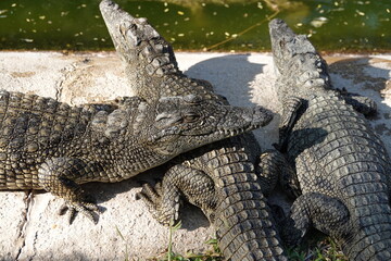 Krokodile übereinander