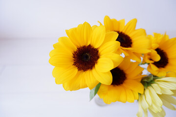 Vivid yellow color sunflowers on white background. Bright sunflowers. Summer floral background.