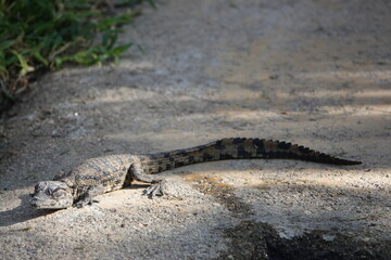 Krokodil