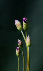 Blossoming buds on a dark green background. selective soft focus. copy space. the artistic composition is suitable both for paintings in the interior and for photo wallpapers. interior design