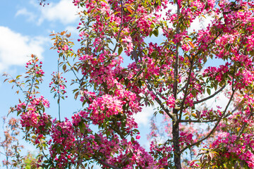 A small blooming apple tree with pink flowers and burgundy leaves. Red Kuldzhinka or Nedzvetsky 's apple tree