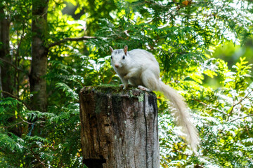 White Squirrel in Brevard, North Carolina