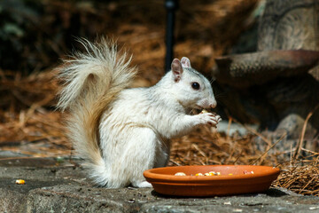 White Squirrel in Brevard, North Carolina