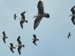 A group of juvenile herring gulls glides on the strong coastal breeze, forming an abstract, reality-breaking pattern against the overcast sky.