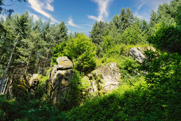 forest in the mountains