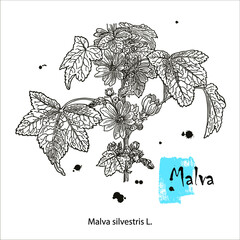 Common Mallow or Malva sylvestris, showing flowers, vintage engraved illustration. Botanical plant illustration. © farba2014