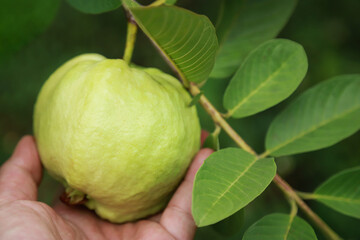 farmer hand hold guava fruit on tree in local organic farm