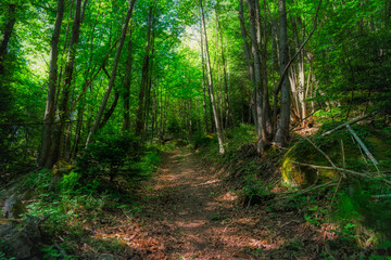 Obraz premium path in the forest