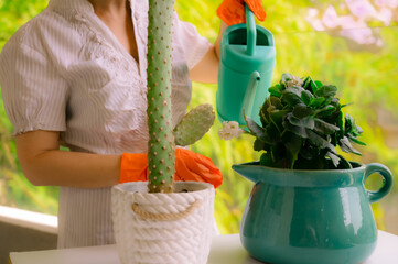 Close up of woman caring of house plants