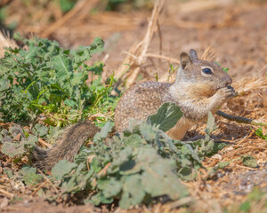 Naklejka na ściany i meble A California ground squirrel (Otospermophilus beecheyi) sits on the ground and eats at Lake Cachuma in Santa Barbara county, CA.