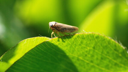 Brown leafhopper on a leaf in a field in Cotacachi, Ecuador