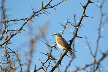 Female Yellow Canary in the Kgalagadi