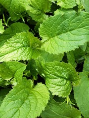 Background of beautiful mint leaves. Mint leaf s in the garden. Spring grass. Green nature backdrop.