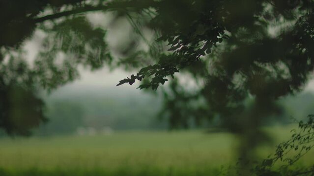 Slow focus of trees and leaves in misty British countryside