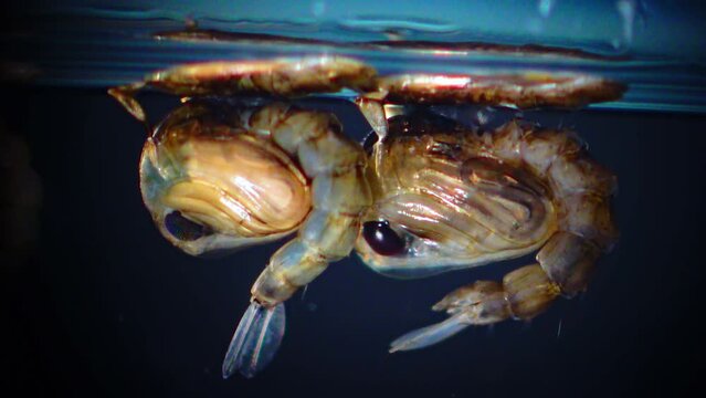Mosquito, Larvae and Pupae in polluted water. Culex pipiens (the common house mosquito or northern house mosquito) is a species of blood-feeding mosquito of the family Culicidae