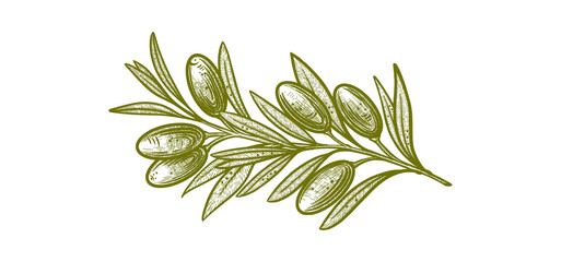olive branches. Vector illustrations of branches with fruits and leaves for creating logos, patterns, greeting cards, wedding invitations © Alwih