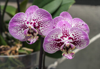 close up of couple of blooming orchids